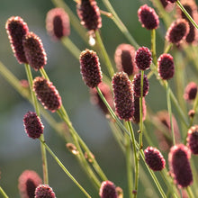 Lade das Bild in den Galerie-Viewer, Grosser Wiesenknopf (Sanguisorba officinalis)