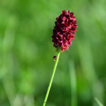 Lade das Bild in den Galerie-Viewer, Grosser Wiesenknopf (Sanguisorba officinalis)