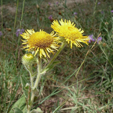 Lade das Bild in den Galerie-Viewer, Grosses Flohkraut (Pulicaria dysenterica)