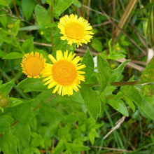 Lade das Bild in den Galerie-Viewer, Grosses Flohkraut (Pulicaria dysenterica)