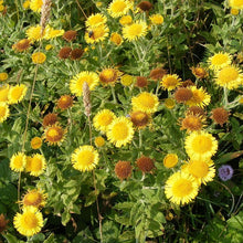 Lade das Bild in den Galerie-Viewer, Grosses Flohkraut (Pulicaria dysenterica)