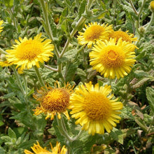 Lade das Bild in den Galerie-Viewer, Grosses Flohkraut (Pulicaria dysenterica)