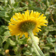 Lade das Bild in den Galerie-Viewer, Grosses Flohkraut (Pulicaria dysenterica)