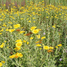 Lade das Bild in den Galerie-Viewer, Grosses Flohkraut (Pulicaria dysenterica)