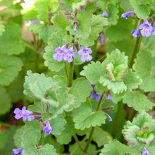 Lade das Bild in den Galerie-Viewer, Gundermann (Glechoma hederacea)