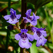 Lade das Bild in den Galerie-Viewer, Gundermann (Glechoma hederacea)
