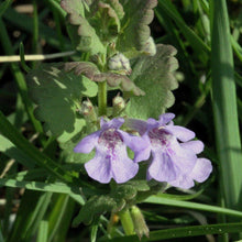 Lade das Bild in den Galerie-Viewer, Gundermann Glechoma hederacea
