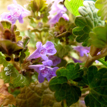 Lade das Bild in den Galerie-Viewer, Gundermann (Glechoma hederacea)