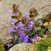 Lade das Bild in den Galerie-Viewer, Gundermann (Glechoma hederacea)