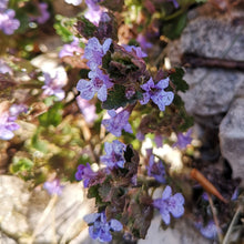 Lade das Bild in den Galerie-Viewer, Gundermann (Glechoma hederacea)
