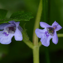 Lade das Bild in den Galerie-Viewer, Gundermann (Glechoma hederacea)