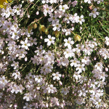 Lade das Bild in den Galerie-Viewer, Kriechendes Gipskraut (Gypsophila repens)