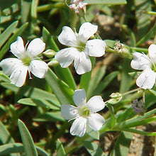 Lade das Bild in den Galerie-Viewer, Kriechendes Gipskraut (Gypsophila repens)