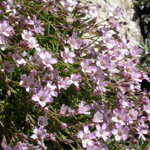 Lade das Bild in den Galerie-Viewer, Kriechendes Gipskraut (Gypsophila repens)