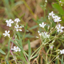 Lade das Bild in den Galerie-Viewer, Kriechendes Gipskraut (Gypsophila repens)