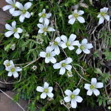 Lade das Bild in den Galerie-Viewer, Kriechendes Gipskraut (Gypsophila repens)