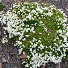 Lade das Bild in den Galerie-Viewer, Kriechendes Gipskraut (Gypsophila repens)