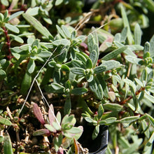 Lade das Bild in den Galerie-Viewer, Kriechendes Gipskraut (Gypsophila repens)