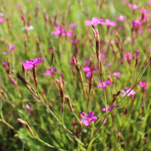Lade das Bild in den Galerie-Viewer, Heide-Nelke (Dianthus deltoides)