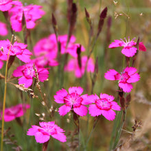 Lade das Bild in den Galerie-Viewer, Heide-Nelke (Dianthus deltoides)