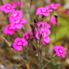 Lade das Bild in den Galerie-Viewer, Heide-Nelke (Dianthus deltoides)