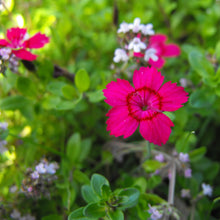 Lade das Bild in den Galerie-Viewer, Heide-Nelke (Dianthus deltoides)
