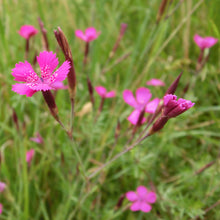 Lade das Bild in den Galerie-Viewer, Heide-Nelke (Dianthus deltoides)