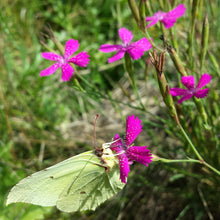 Lade das Bild in den Galerie-Viewer, Heide-Nelke (Dianthus deltoides)