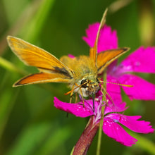 Lade das Bild in den Galerie-Viewer, Heide-Nelke (Dianthus deltoides)