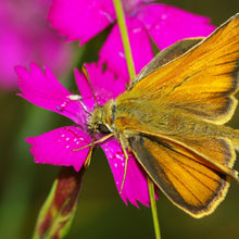 Lade das Bild in den Galerie-Viewer, Heide-Nelke (Dianthus deltoides)