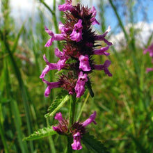 Lade das Bild in den Galerie-Viewer, Heil-Ziest (Stachys officinalis)