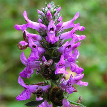 Lade das Bild in den Galerie-Viewer, Heil-Ziest (Stachys officinalis)