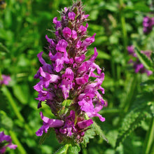 Lade das Bild in den Galerie-Viewer, Heil-Ziest (Stachys officinalis)