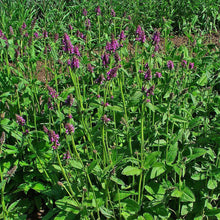 Lade das Bild in den Galerie-Viewer, Heil-Ziest (Stachys officinalis)