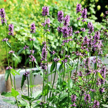 Lade das Bild in den Galerie-Viewer, Heil-Ziest (Stachys officinalis)