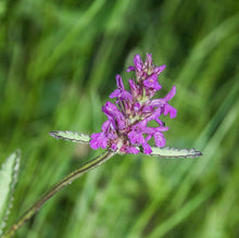 Lade das Bild in den Galerie-Viewer, Heil-Ziest (Stachys officinalis)
