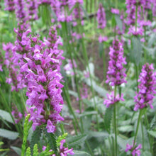 Lade das Bild in den Galerie-Viewer, Heil-Ziest (Stachys officinalis)