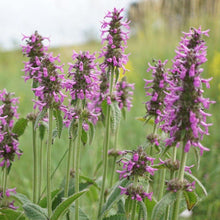 Lade das Bild in den Galerie-Viewer, Heil-Ziest (Stachys officinalis)