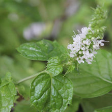 Lade das Bild in den Galerie-Viewer, Hemingway-Minze (Mentha x piperita 'Hemingway')