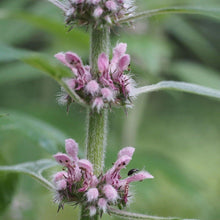 Lade das Bild in den Galerie-Viewer, Herzgespann (Leonurus cardiaca)