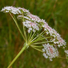 Lade das Bild in den Galerie-Viewer, Hirschwurz (Peucedanum cervaria)