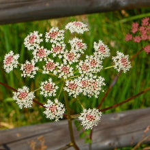 Lade das Bild in den Galerie-Viewer, Hirschwurz (Peucedanum cervaria)