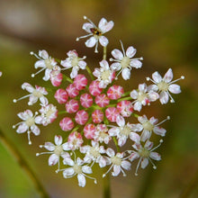 Lade das Bild in den Galerie-Viewer, Hirschwurz (Peucedanum cervaria)