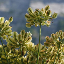 Lade das Bild in den Galerie-Viewer, Hirschwurz (Peucedanum cervaria)