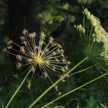 Lade das Bild in den Galerie-Viewer, Hirschwurz (Peucedanum cervaria)