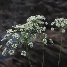 Lade das Bild in den Galerie-Viewer, Hirschwurz (Peucedanum cervaria)