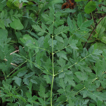 Lade das Bild in den Galerie-Viewer, Hirschwurz (Peucedanum cervaria)