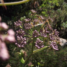 Lade das Bild in den Galerie-Viewer, Hirschwurz (Peucedanum cervaria)