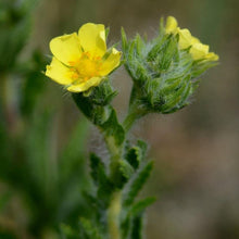 Lade das Bild in den Galerie-Viewer, Hohes Fingerkraut (Potentilla recta)