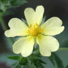 Lade das Bild in den Galerie-Viewer, Hohes Fingerkraut - FuturePlanter